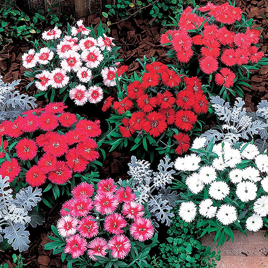 dianthus flower seeds Carpet Mix Dianthus Seeds