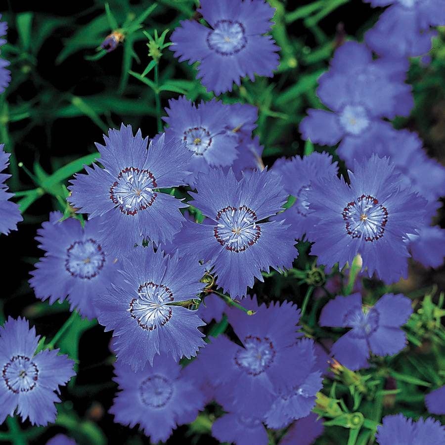 25 seeds blue pink purple hydrangea seed flower perennial Siberian Blues' Dianthus Seeds – Park Seed