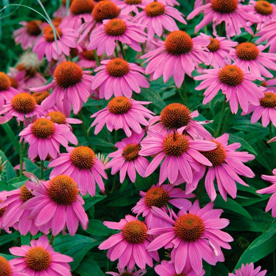 PowWow® Wild Berry Coneflower Seeds