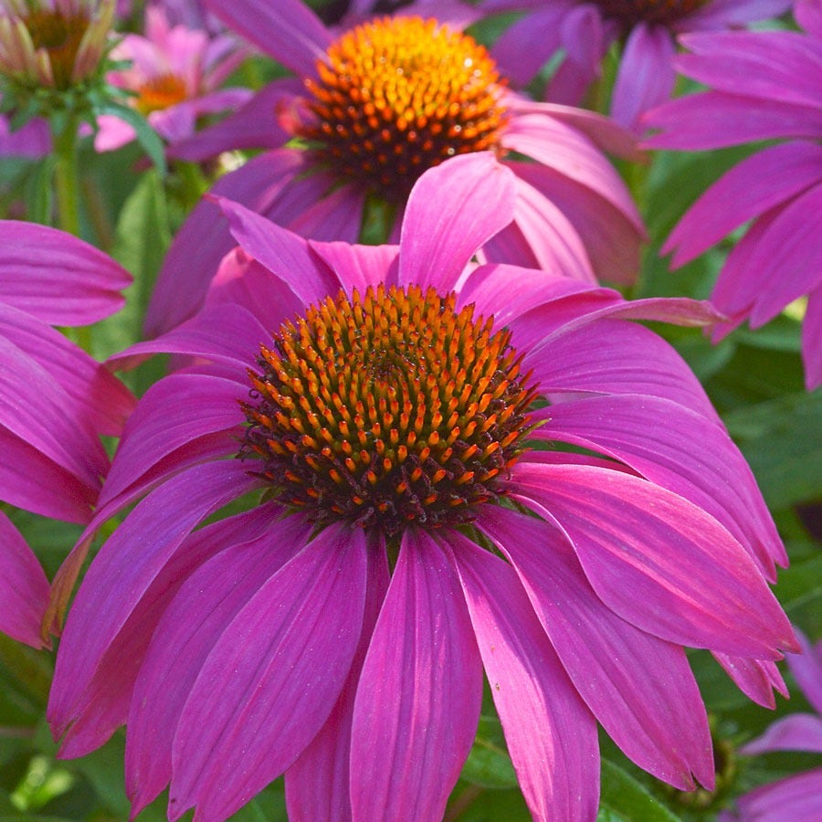 PowWow® Wild Berry Coneflower Seeds
