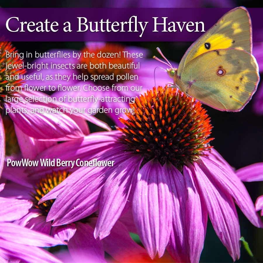 PowWow® Wild Berry Coneflower Seeds