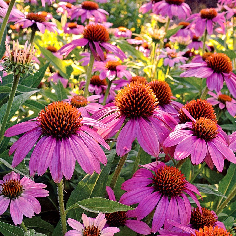 PowWow® Wild Berry Coneflower Seeds
