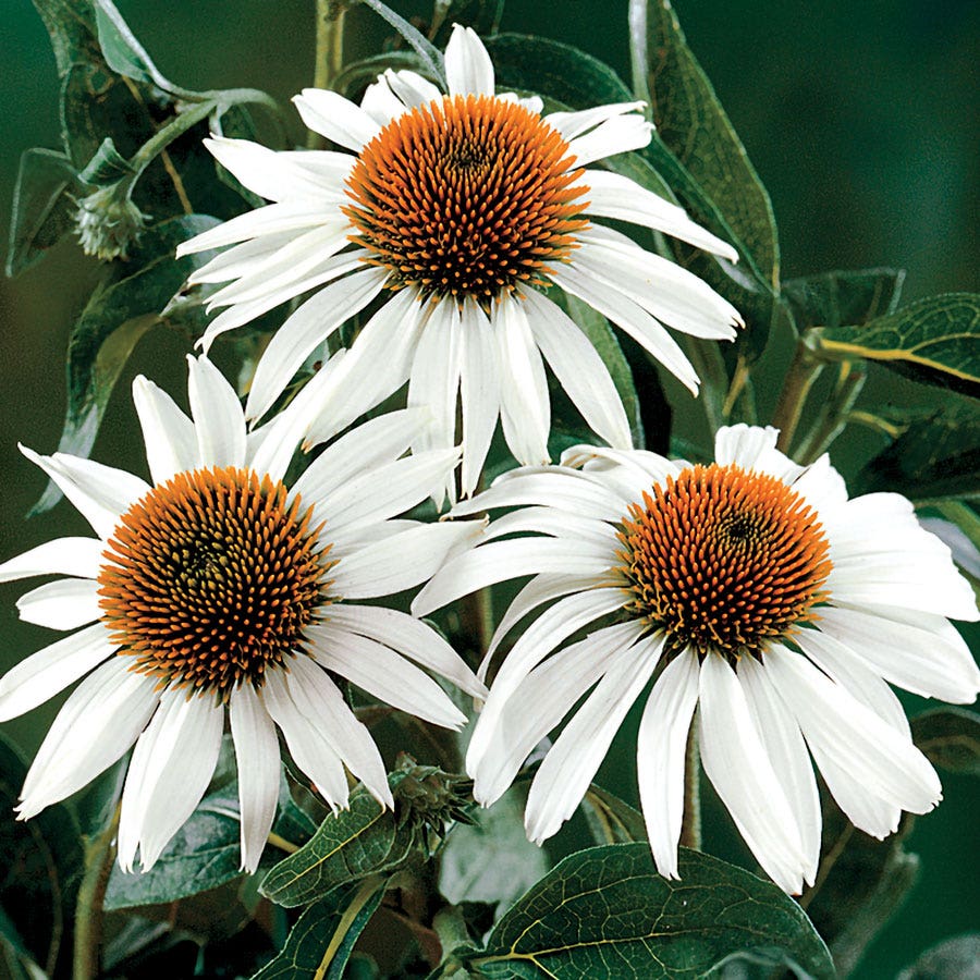 echinacea purpurea white swan seeds White Swan Coneflower Seeds