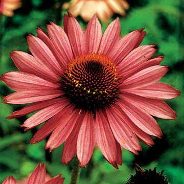 'Magnus' Coneflower Seeds