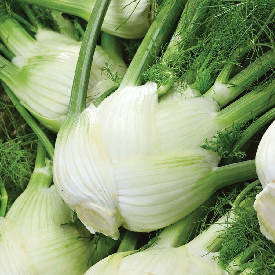 buy fennel seeds to plant Florence Fennel Seeds – Park Seed