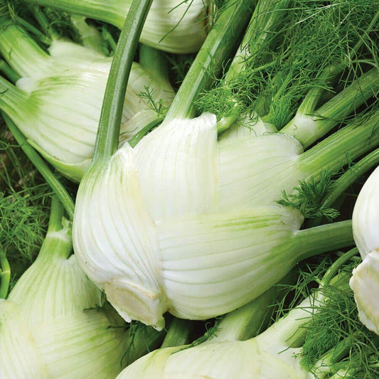Florence Fennel Seeds