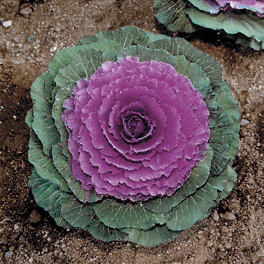 cabbage flower seeds Color Up Purple Hybrid Ornamental Cabbage Seeds
