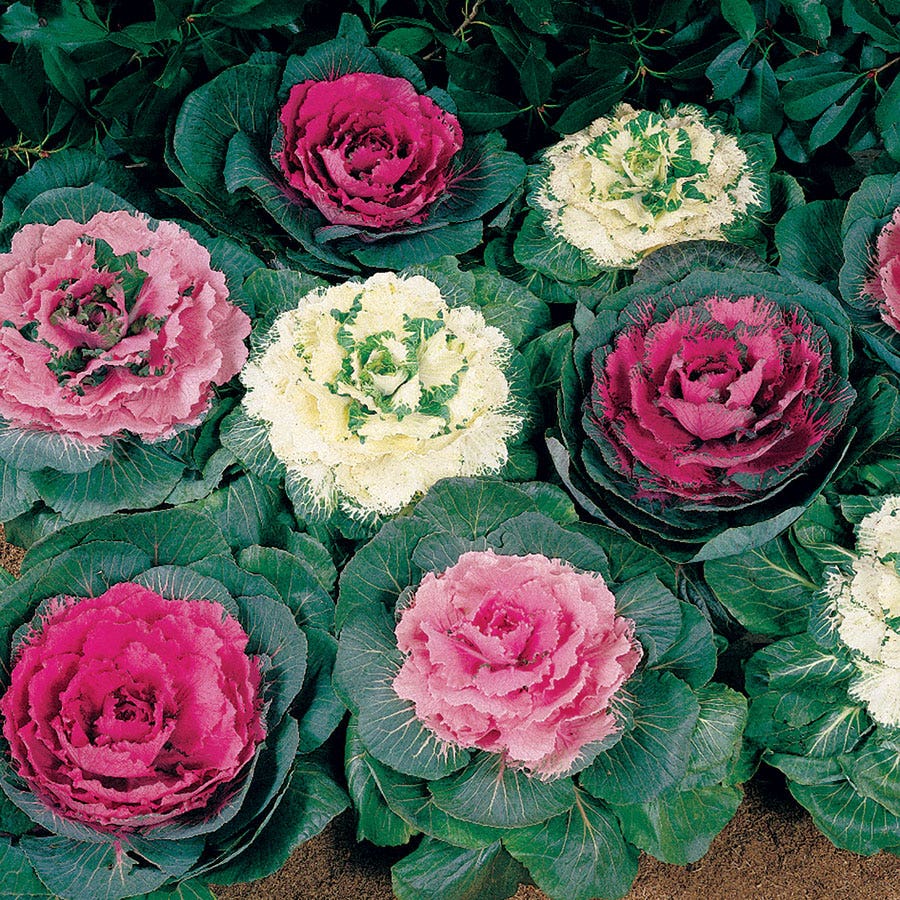 cabbage rose seeds Color Up Mix Hybrid Ornamental Cabbage Seeds