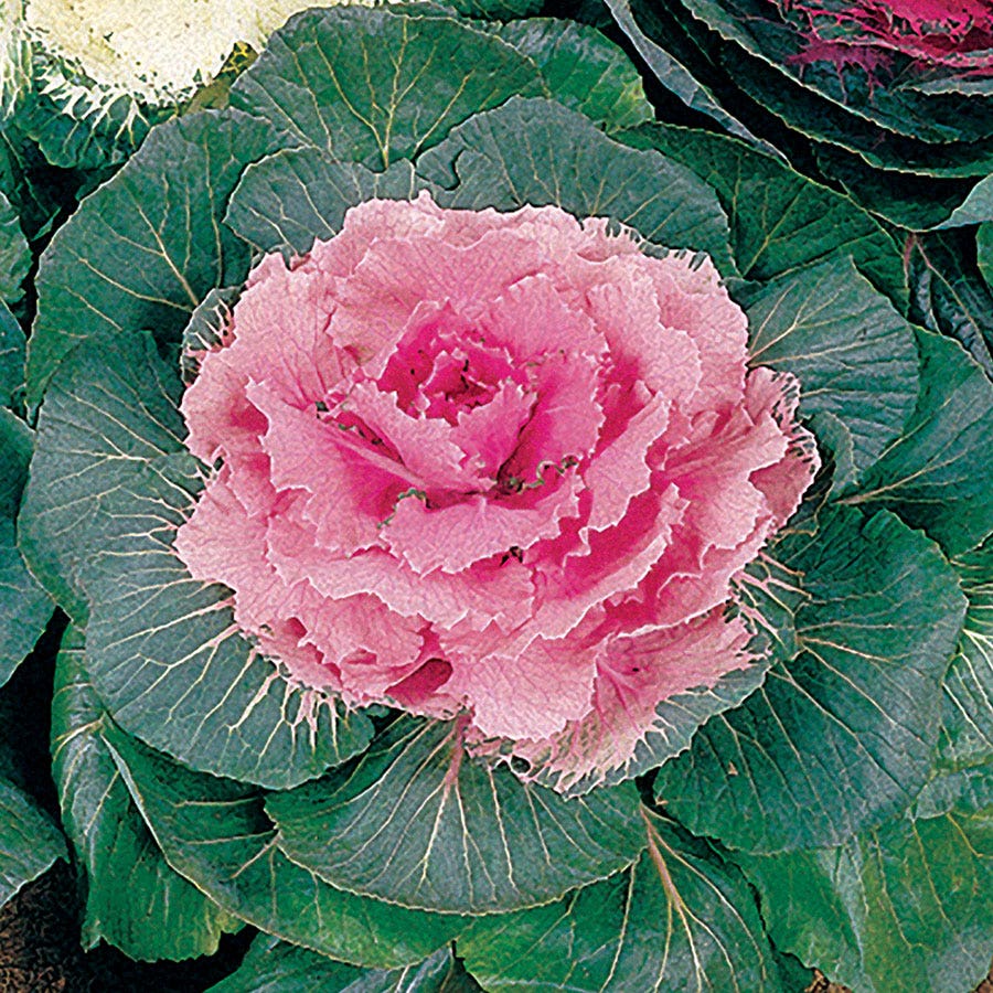 cabbage rose seeds Color Up Pink Hybrid Ornamental Cabbage Seeds
