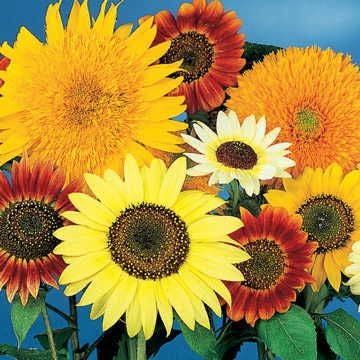 Van Gogh Sunflower Seeds Mix