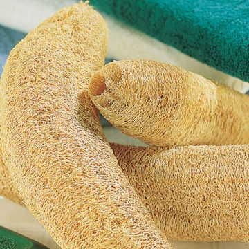 loofah plant seeds Luffa Gourd Seeds – Park Seed