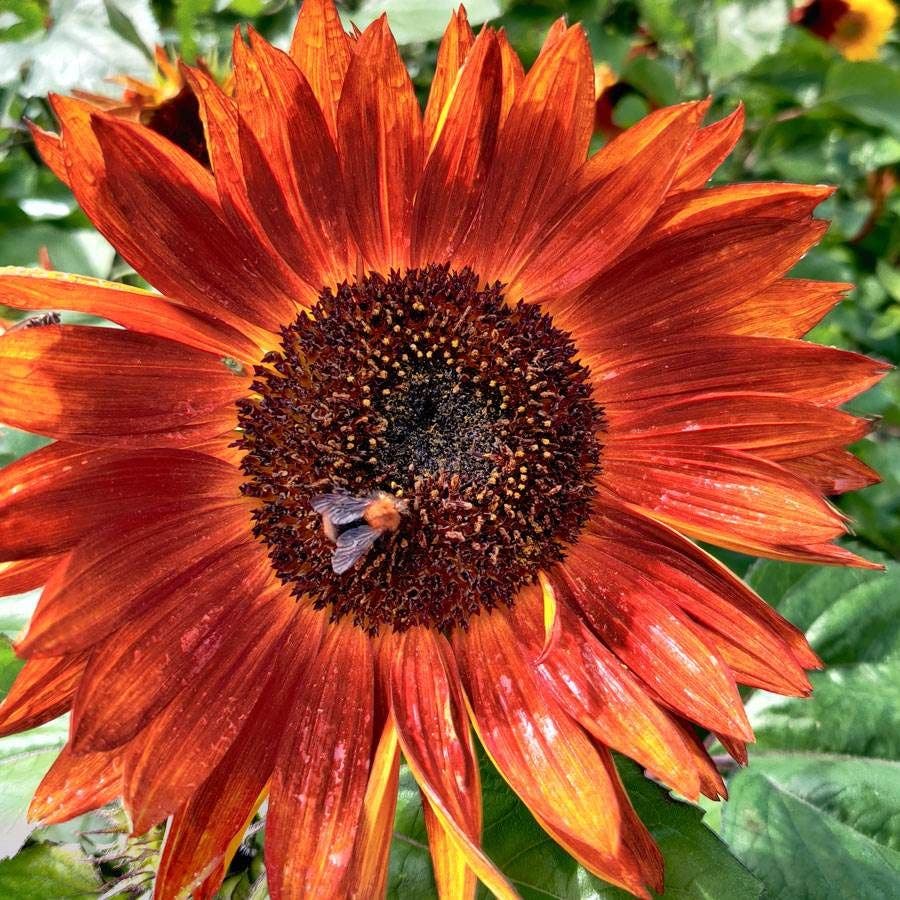 Velvet Queen Orange Sunflower Seeds