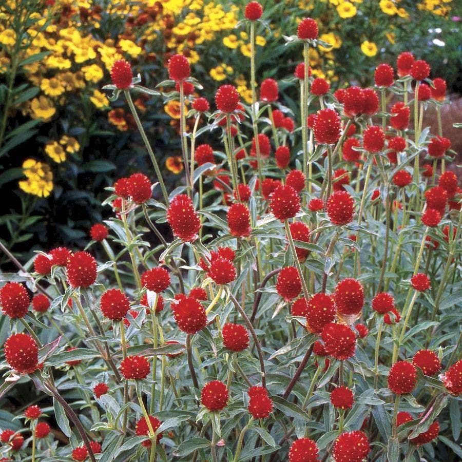gomphrena seed to flower time 'Strawberry Fields' Gomphrena Seeds