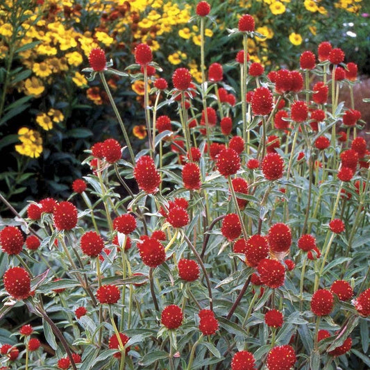 'Strawberry Fields' Gomphrena Seeds