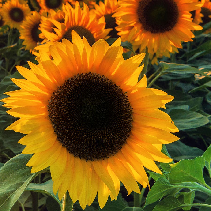 ProCut® Orange Hybrid F1 Sunflower Seeds