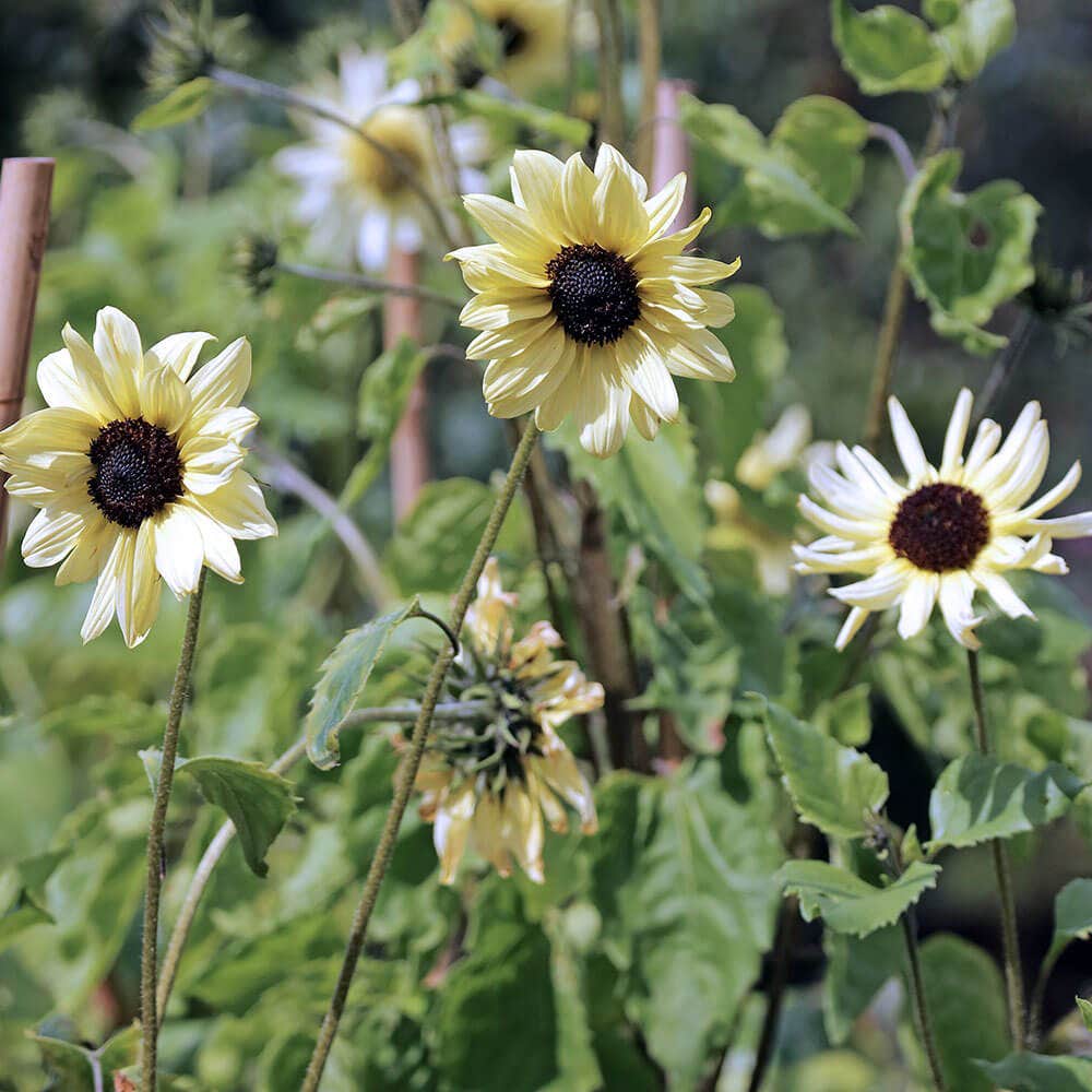 'Italian White' Sunflower Seeds