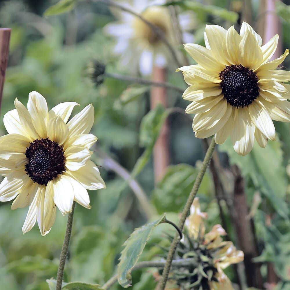 'Italian White' Sunflower Seeds