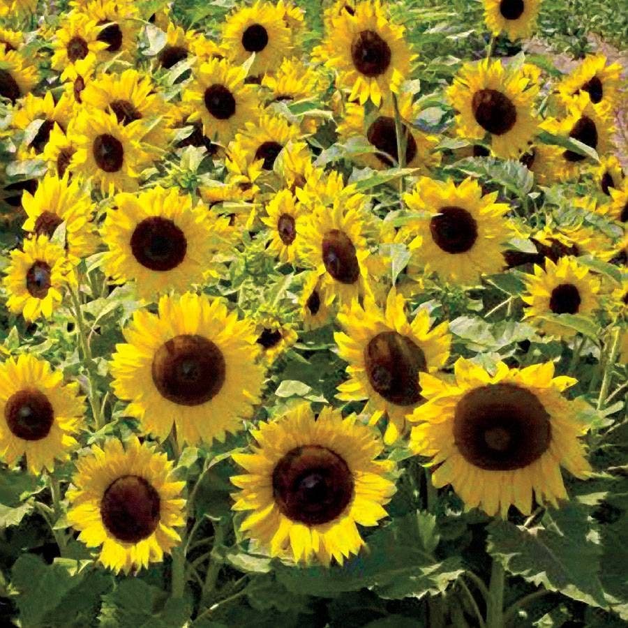 dwarf sunflower seeds for planting Sunspot Sunflower Seeds – Park Seed