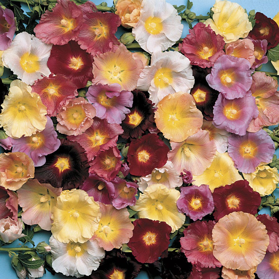 hollyhock flower seeds Happy Lights Hollyhock Mix Seeds – Park Seed