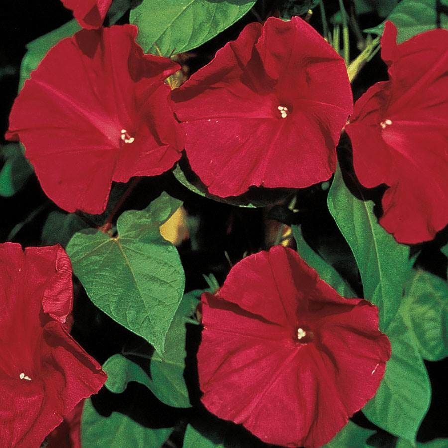 morning glory scarlet o'hara seeds Scarlet O'Hara Morning Glory Vine Seeds