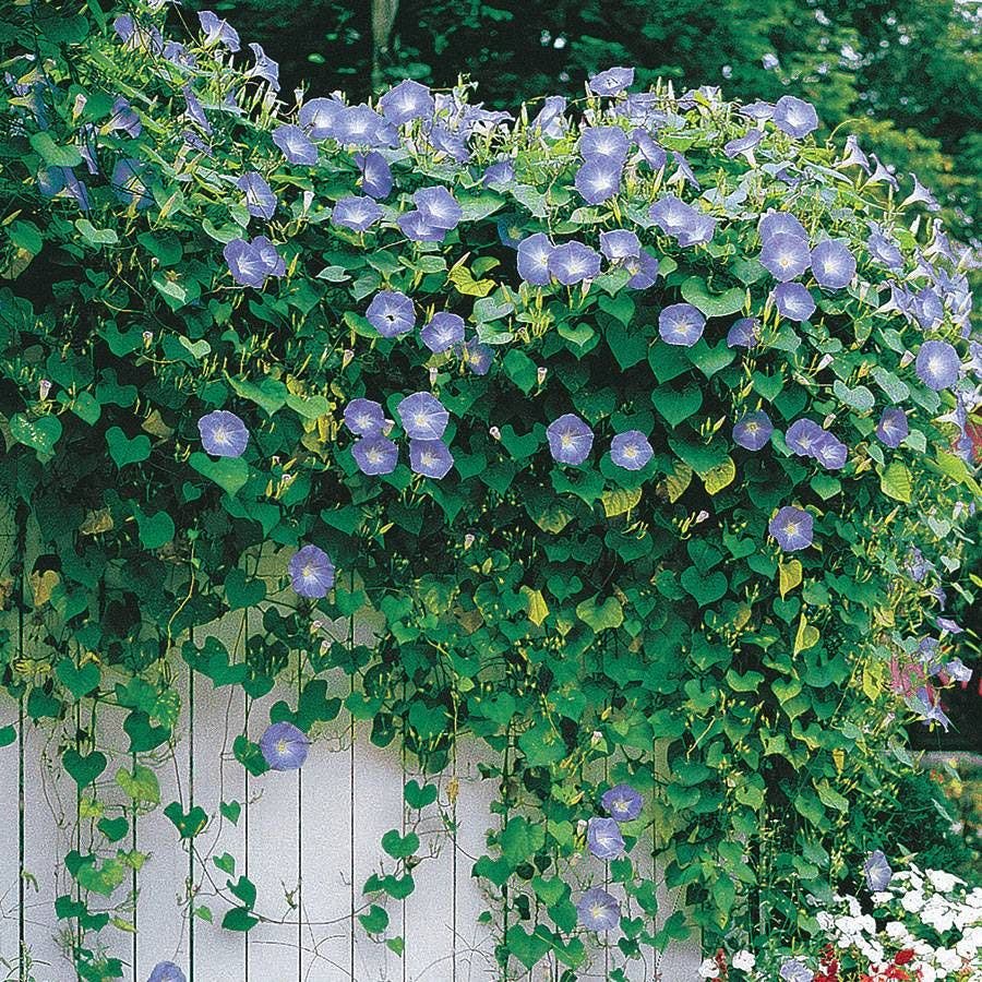 stores that sell morning glory seeds 'Heavenly Blue' Morning Glory Vine Seeds
