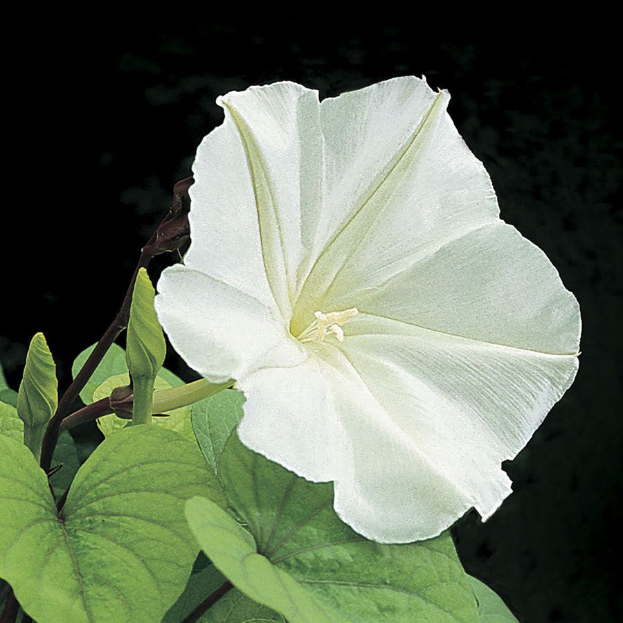 planting moonflower vine seeds Moonflower Seeds