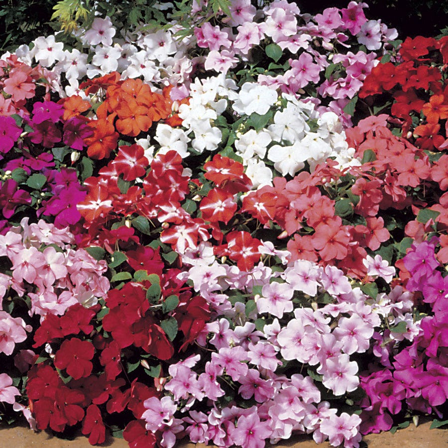 impatiens seeds from plants Accent™ Mix Hybrid Impatiens Seeds