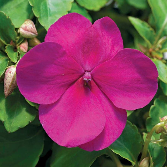 Accent™ Violet Hybrid Impatiens Seeds
