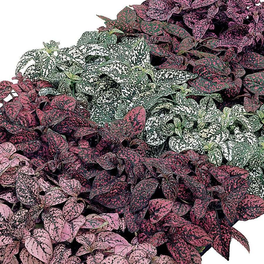 polka dot plant seeds for sale Confetti Compact Mix Polka Dot Seeds – Park Seed