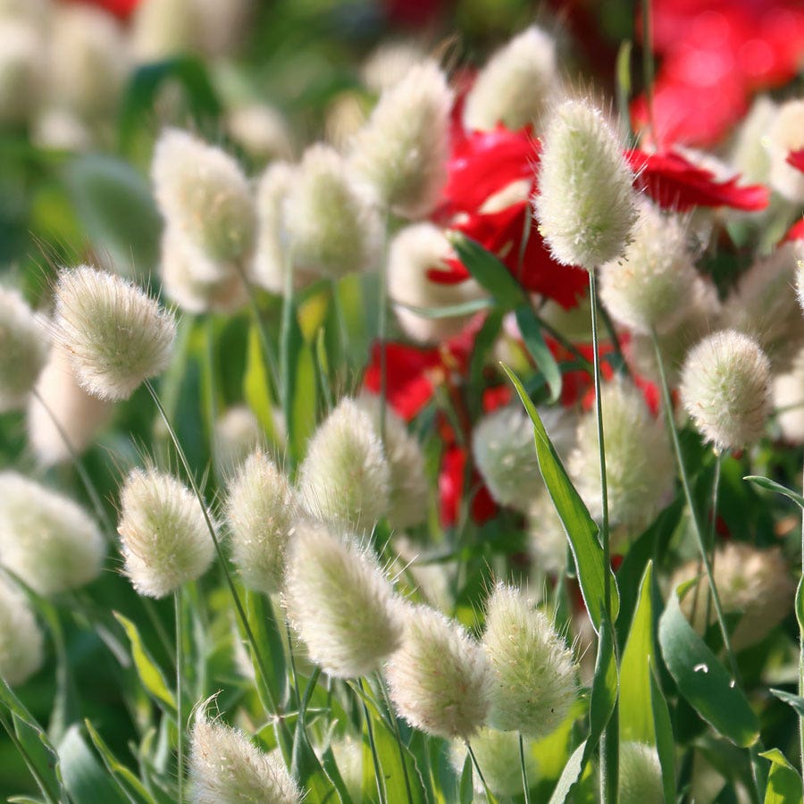 planting bunny tail seeds ORNAMENTAL GRASS LAGURUS OVATUS BUNNY TAILS ~ APPROX 50 SEEDS