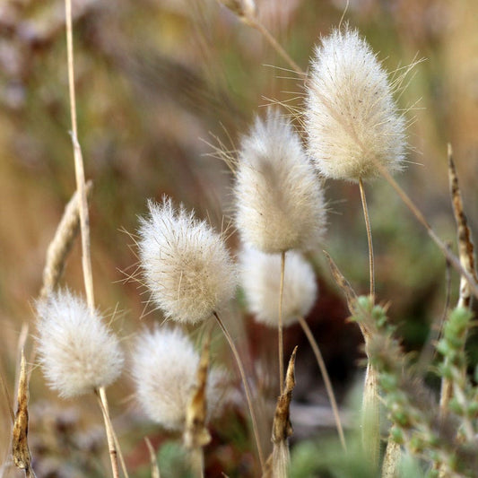 Bunny Tails Ornamental Grass Seeds