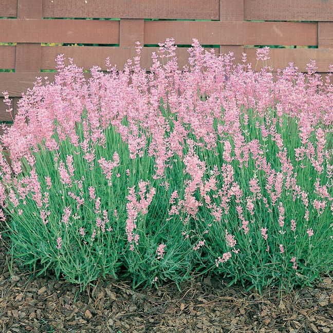 pink lavender tree Rosea Lavender Seeds