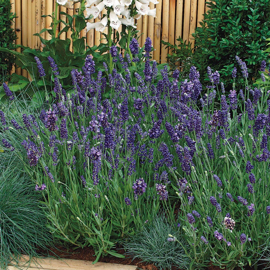 white lavender seeds Ellagance Purple Lavender Seeds