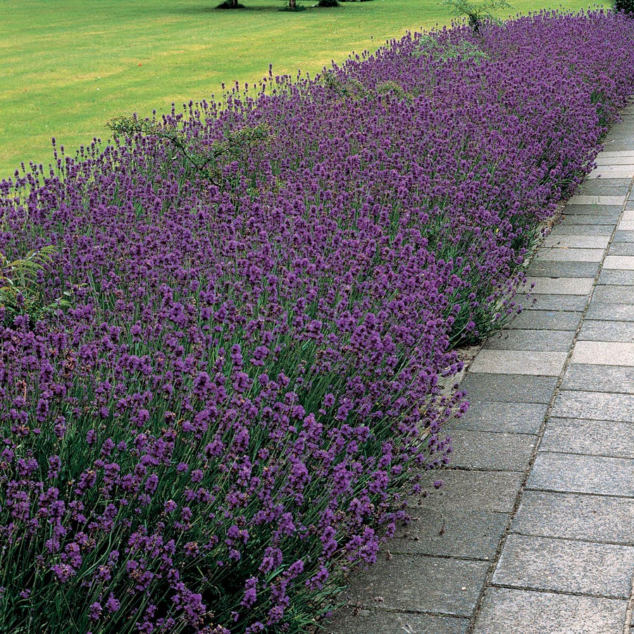 planting munstead lavender seeds Munstead Lavender Heirloom Seeds