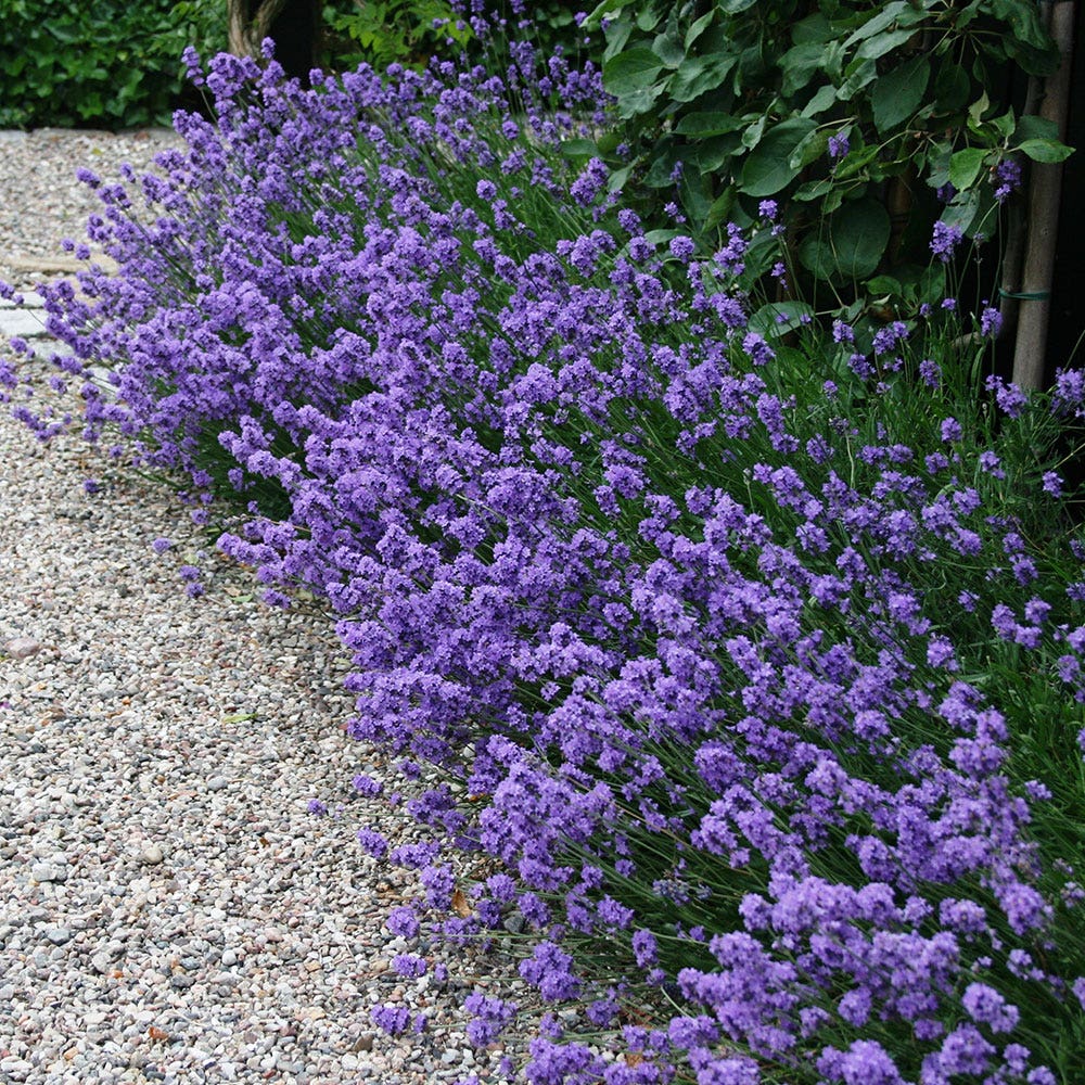 Munstead Lavender Heirloom Seeds
