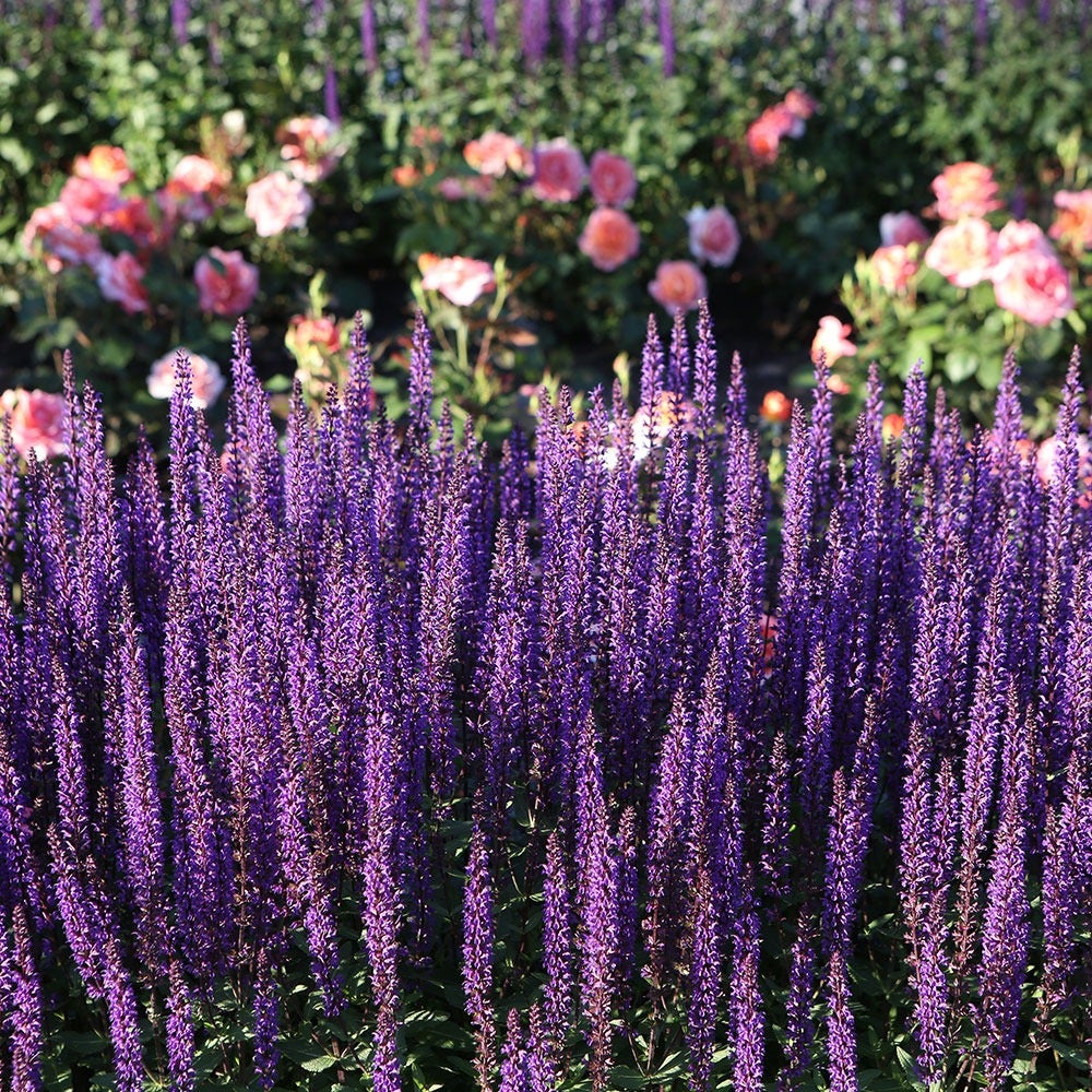 Munstead Lavender Heirloom Seeds