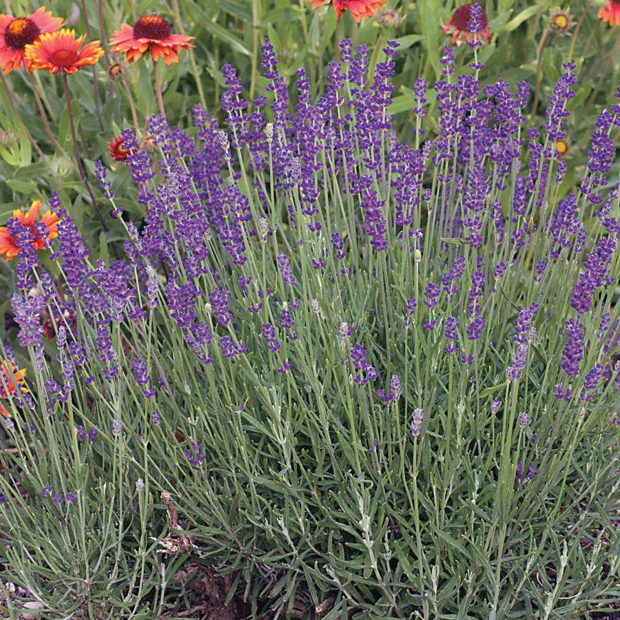 lavender seeds per pound English Lavender Seeds