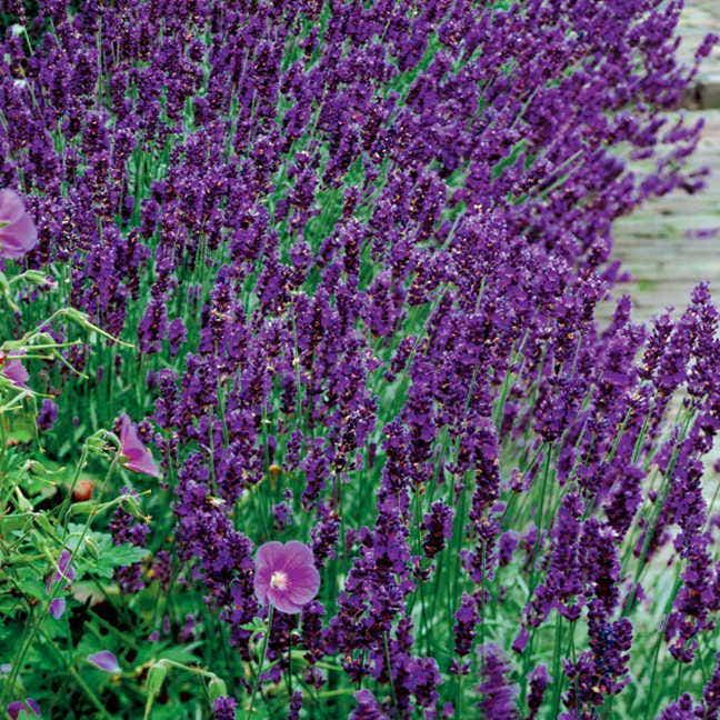 lavender hidcote plants for sale Lavandula 'Hidcote Blue' | 1-Quart