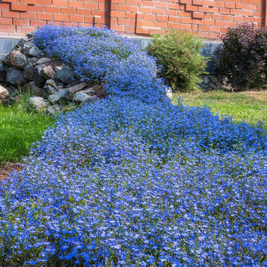 Fountain Blue Lobelia Seeds