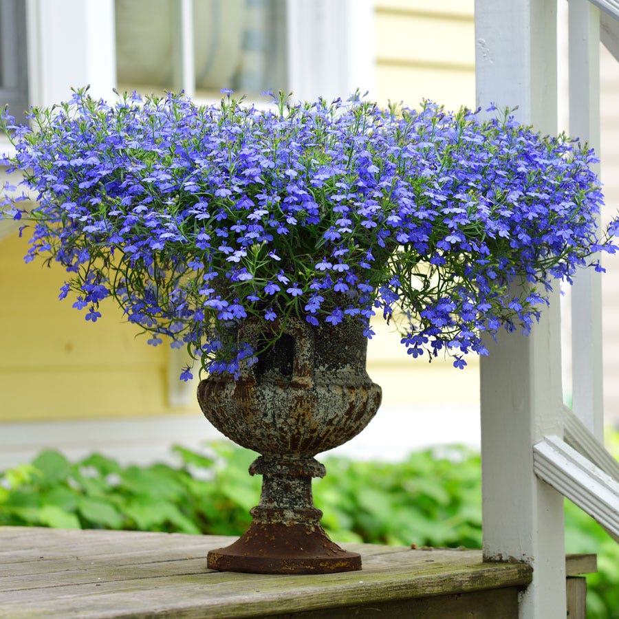 Fountain Blue Lobelia Seeds