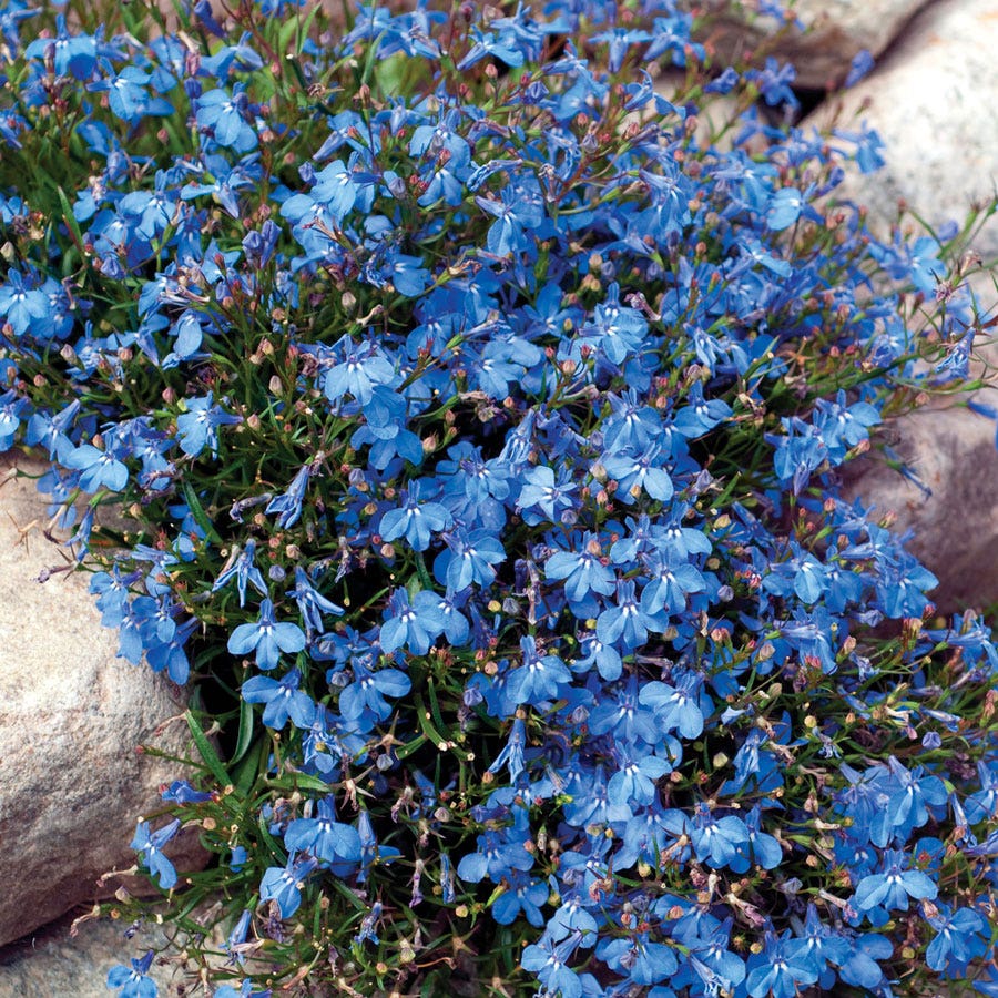 Fountain Blue Lobelia Seeds