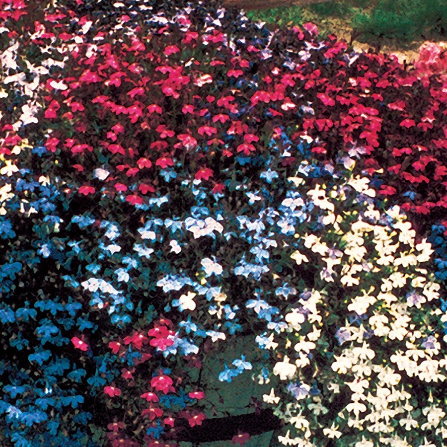 seeds for trailing plants Lobelia Fountain Mix Seeds – Park Seed