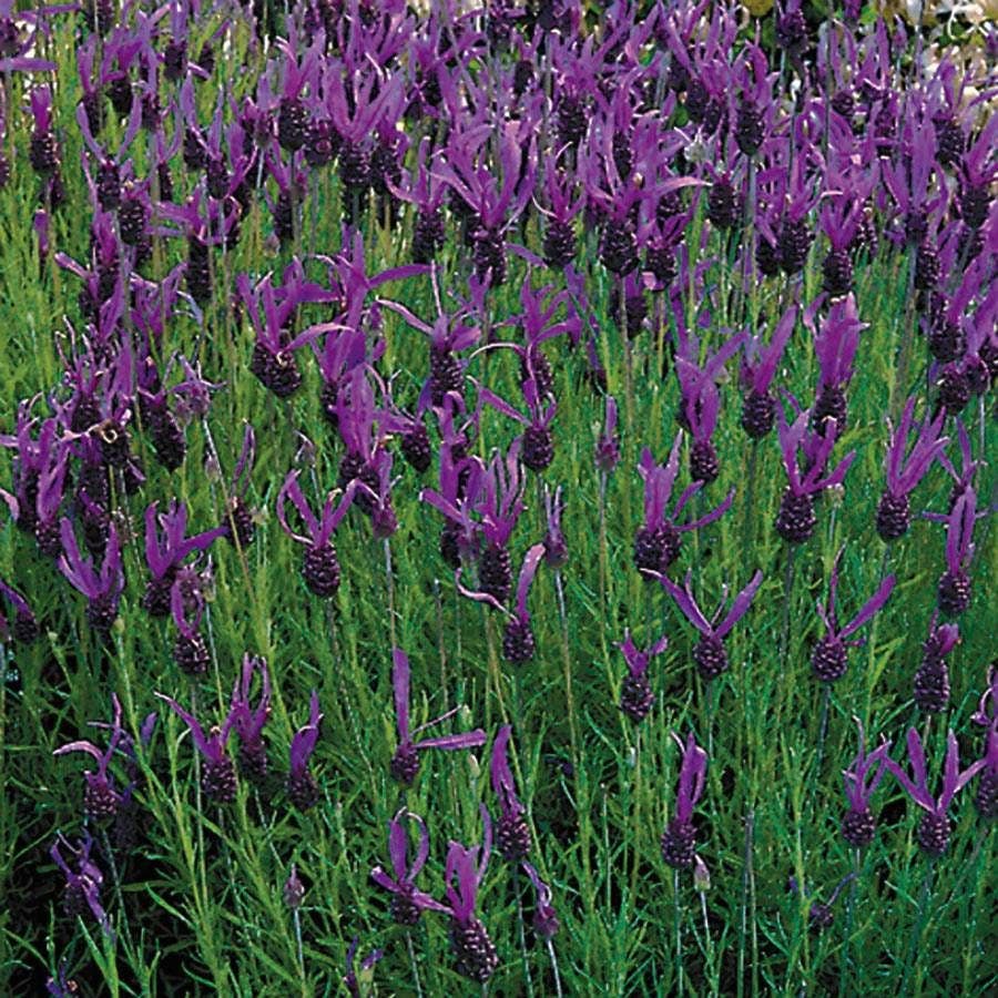lavender french plant French Long Lavender Seeds – Park Seed