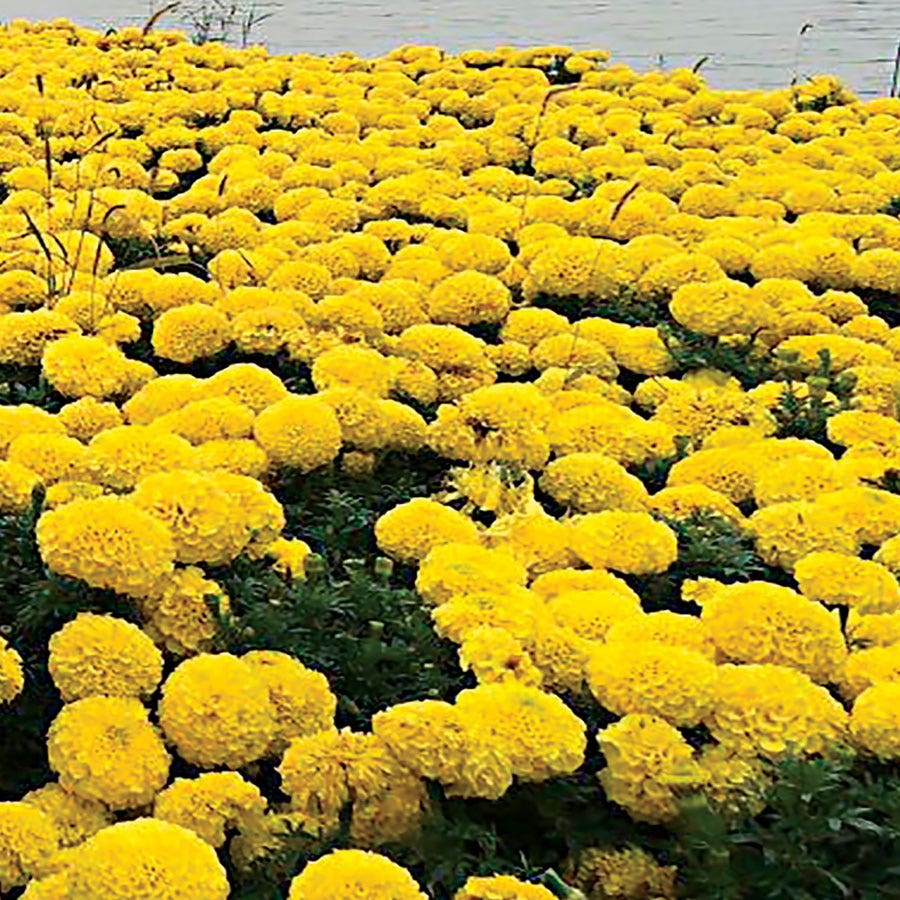 field marigold seeds Discovery Yellow Hybrid Marigold Seeds
