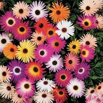 planting livingstone daisy seeds Harlequin Mix Livingstone Daisy Seeds