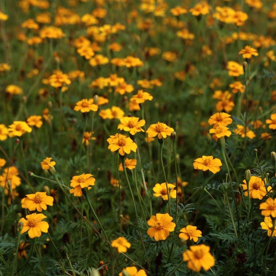 golden guardian marigold seeds Golden Guardian Marigold Seeds