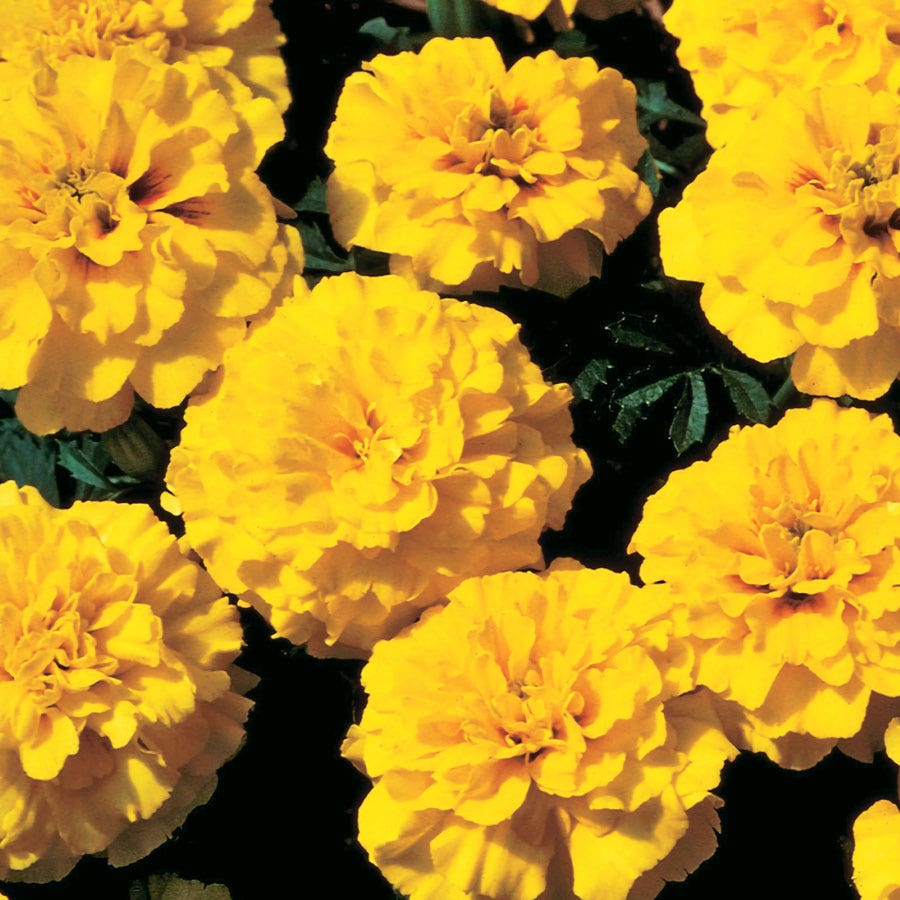 park seed marigold Janie Yellow Marigold Seeds