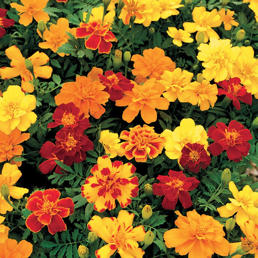 tangerine french marigold seeds Safari Mix Marigold Seeds – Park Seed