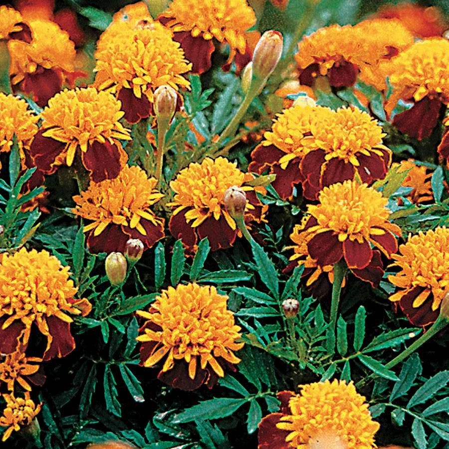 tiger flower seeds Tiger Eyes Marigold Seeds – Park Seed