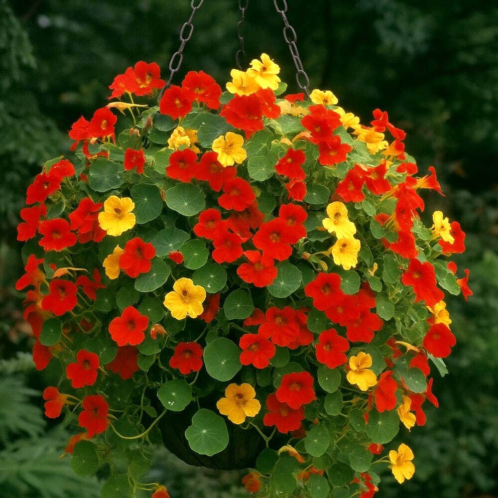 flower seeds nasturtium Park Seed Fragrant Giants Nasturtium Seeds